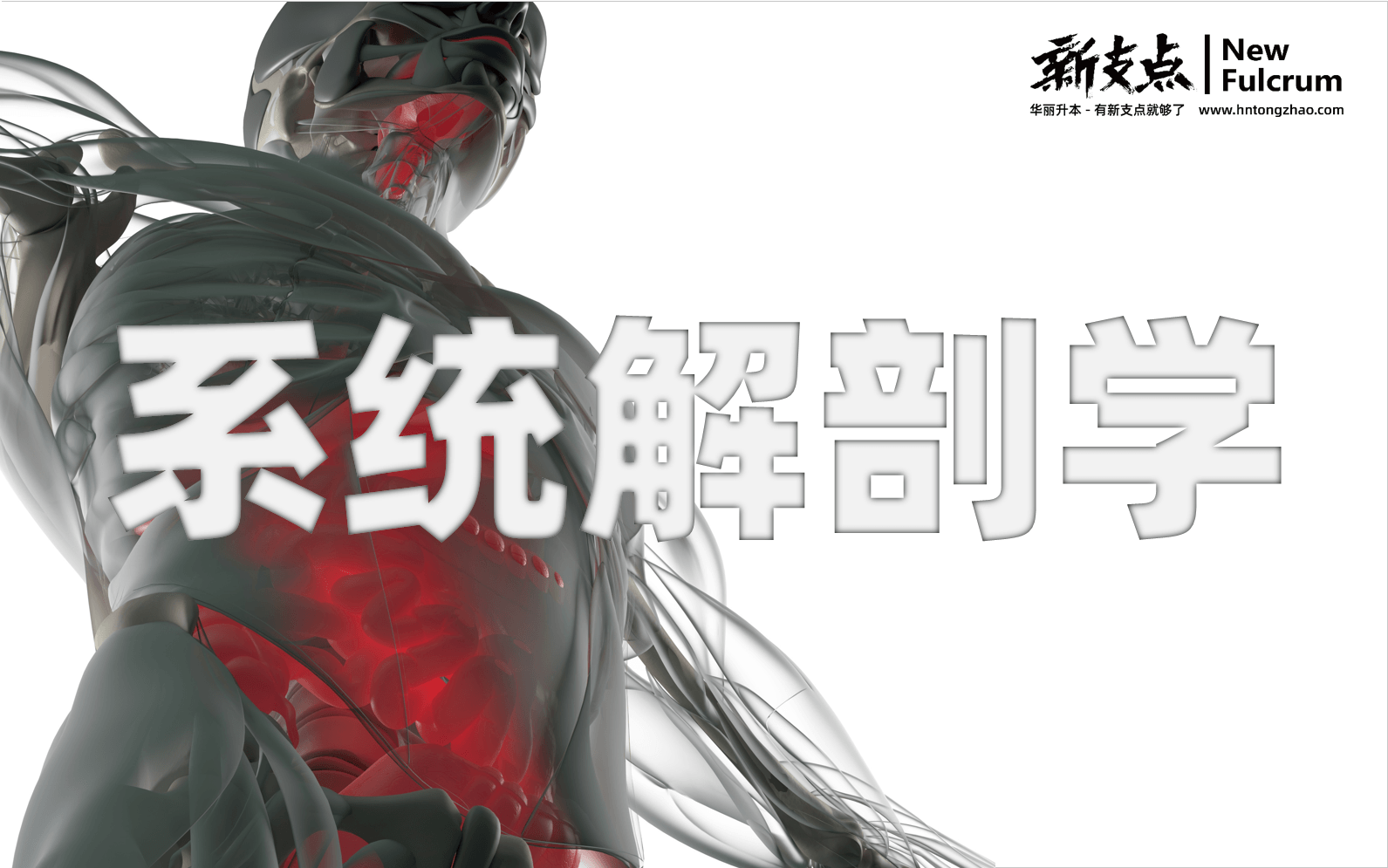 系统解剖学面授